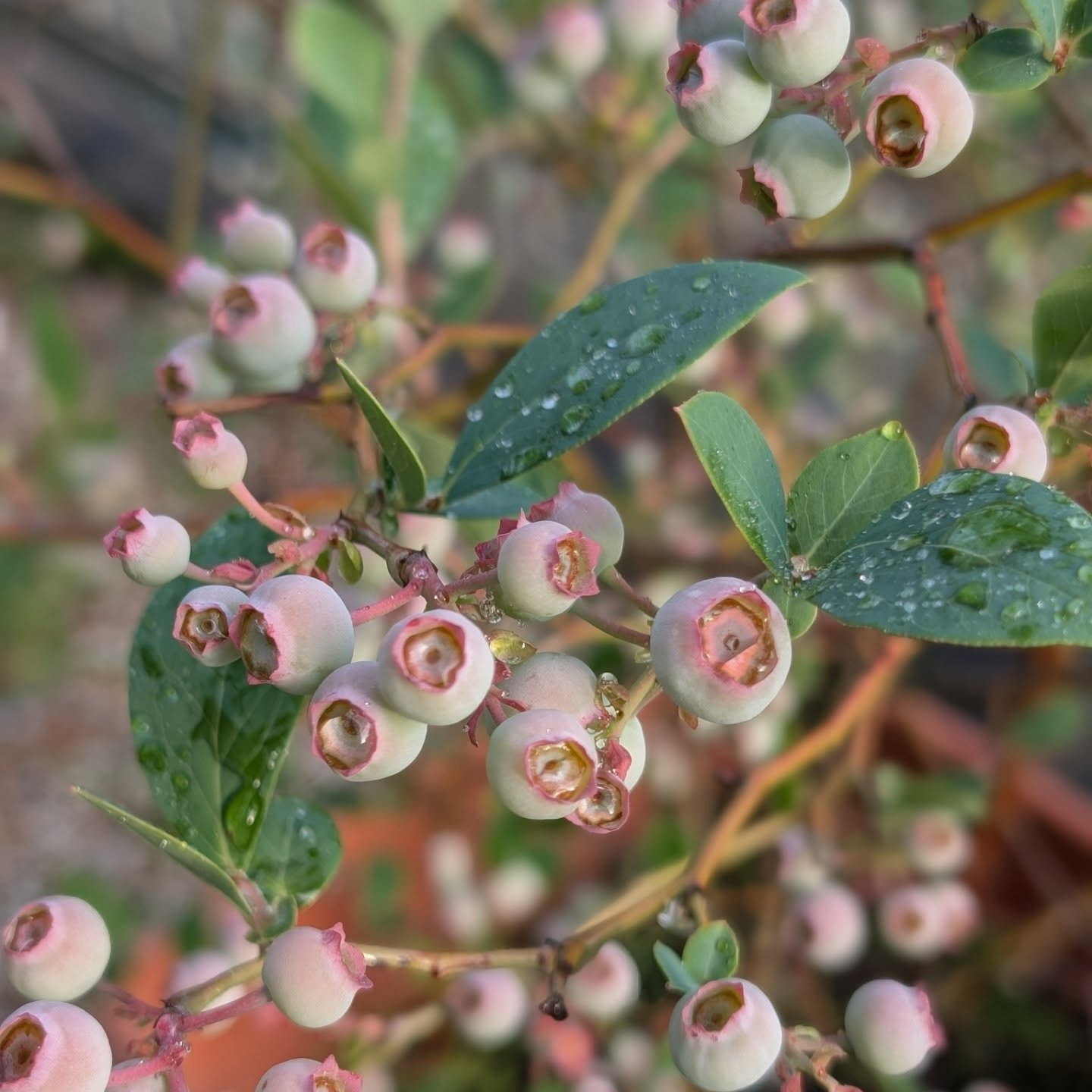 この教室でよく出てくるブルーベリー🫐