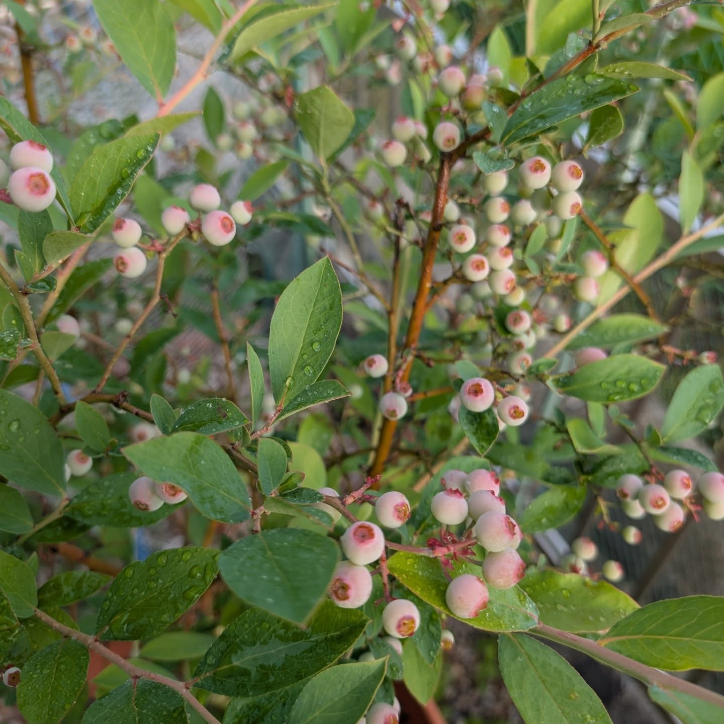 この教室でよく出てくるブルーベリー🫐